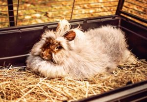 Rabbit moulting - grooming tips