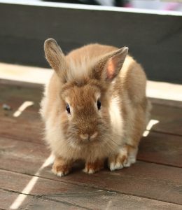 Rabbit care tips for children and adults