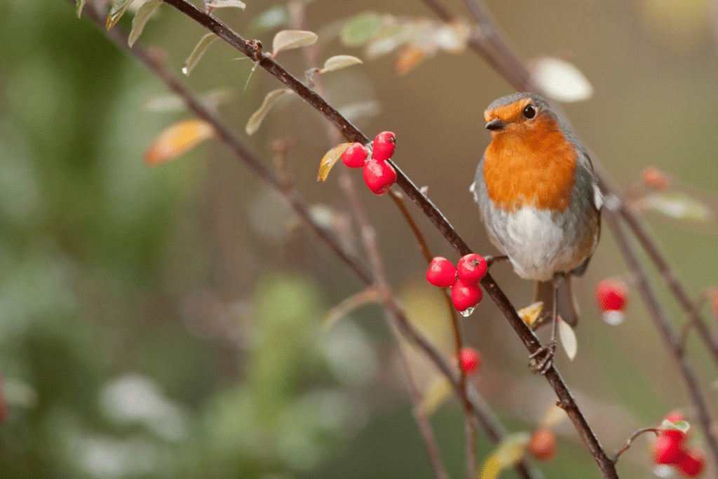 robin in winter eating berries