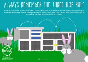 Rabbit hutch cleaning tips