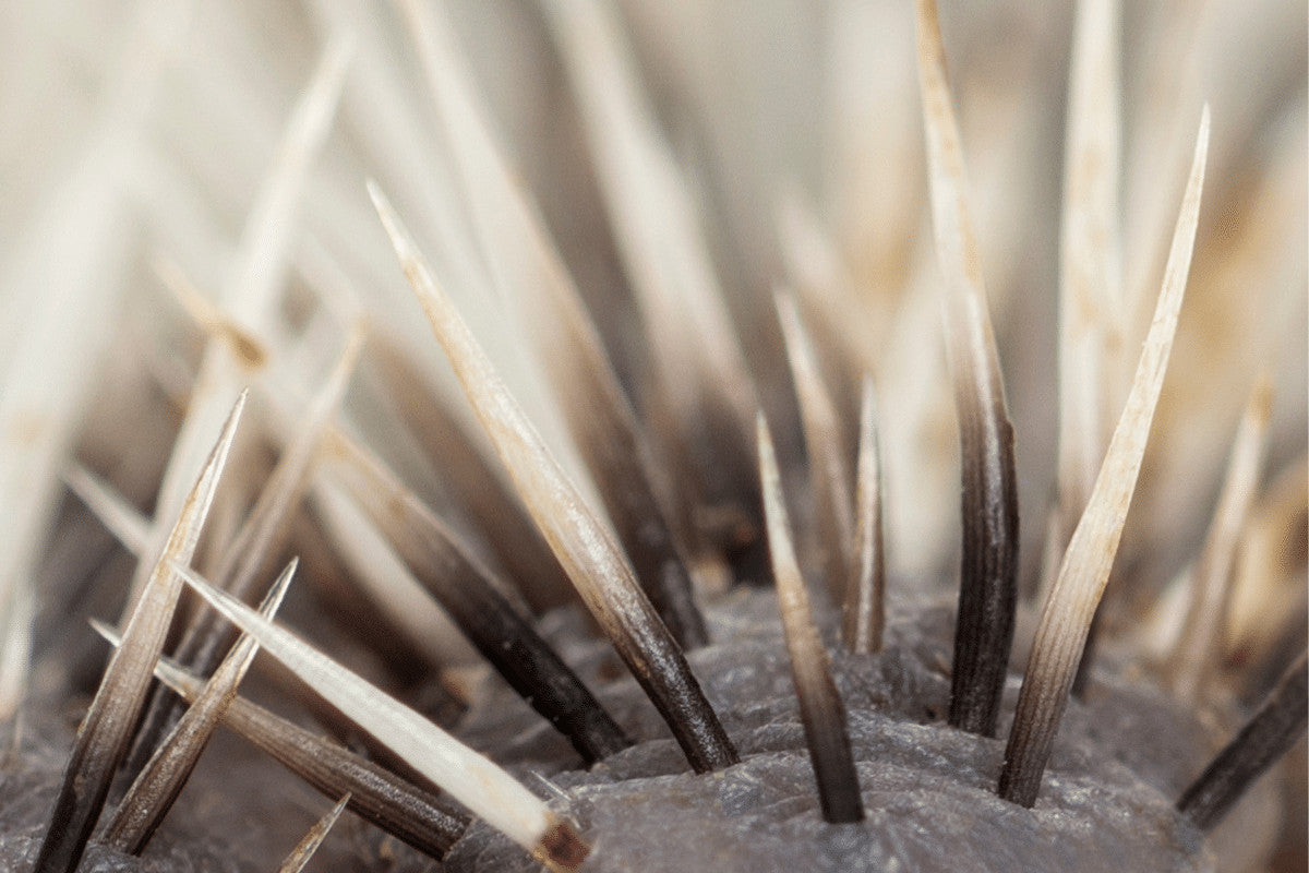 hoglet spines