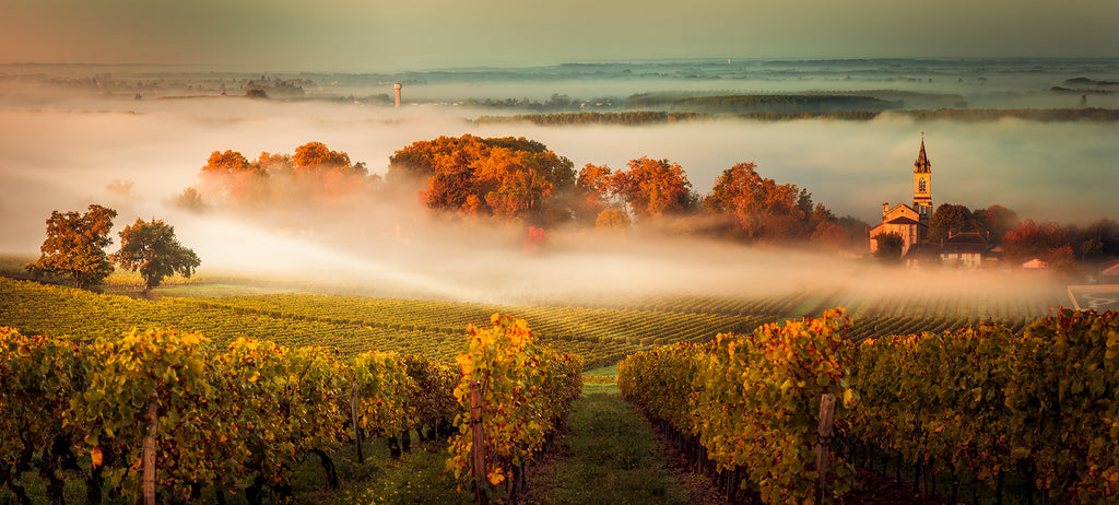 Bordeaux Vineyards