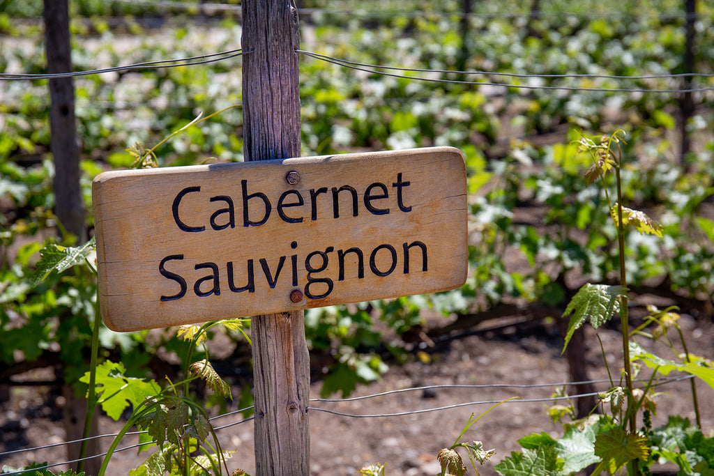 Cabernet Sauvignon Vineyards