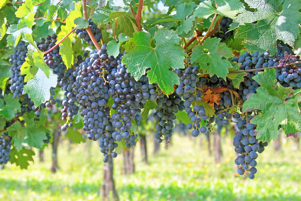 Cabernet Sauvignon Grapes