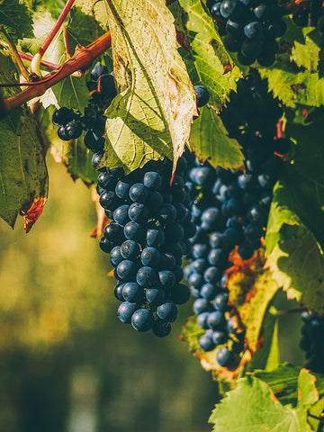 Grapes in the vineyard