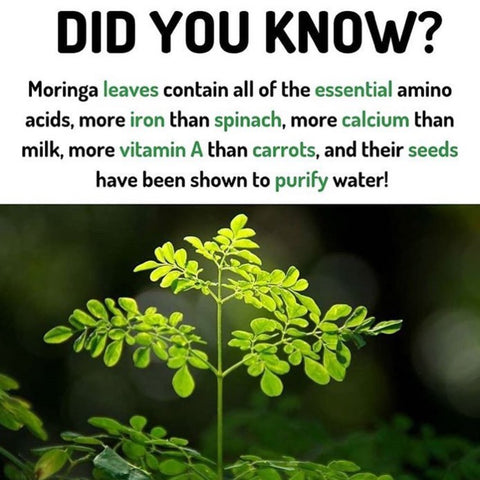 Moringa plant, best face oil for dry skin