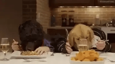 dogs eating on a human table