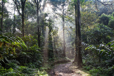 Rainforest, Path, Morning mist image