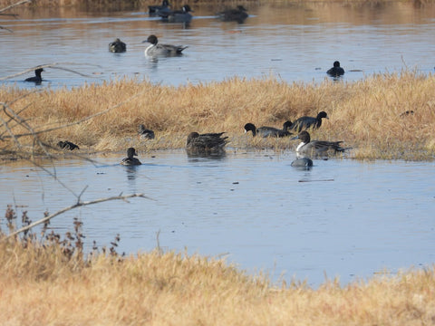 Kern National Wildlife Refuge