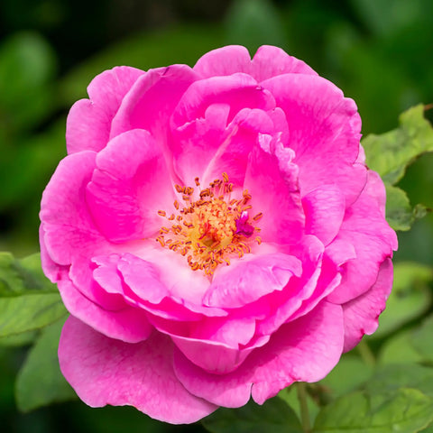 Damask Rose
