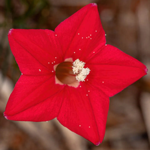 Cypress Vine