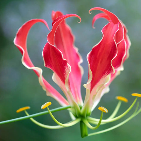 Gloriosa Lily