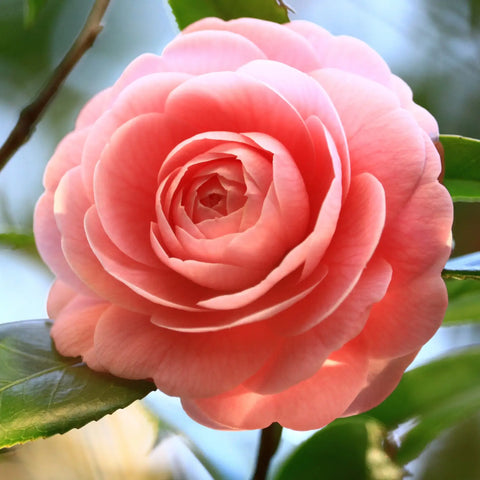 Camellia