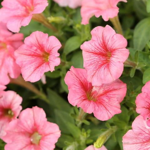 Petunia
