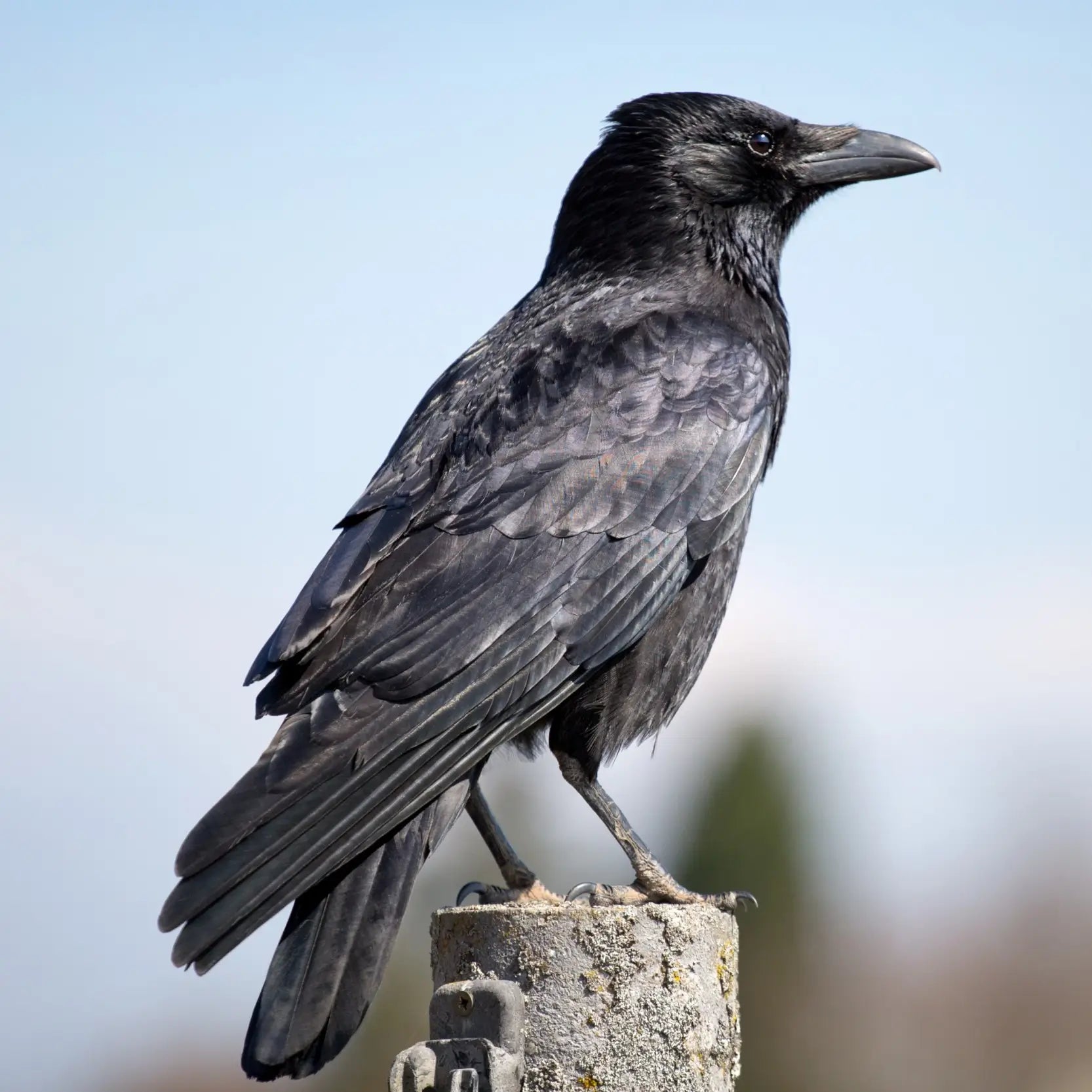 Crow