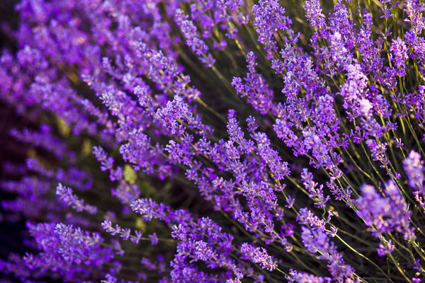 mathias nurseries lavender hedge