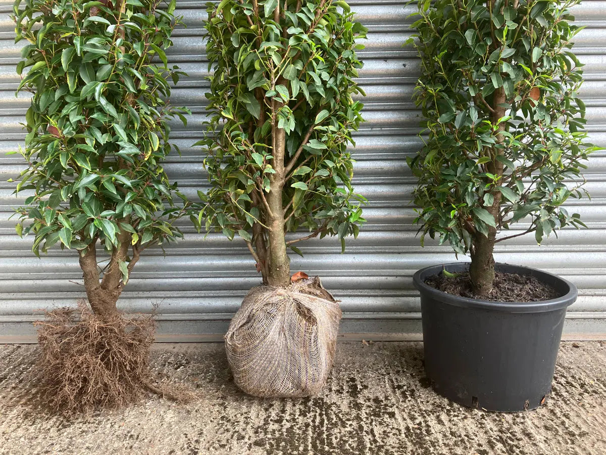 A Bare-Root, Rootballed and Container Grown Plant