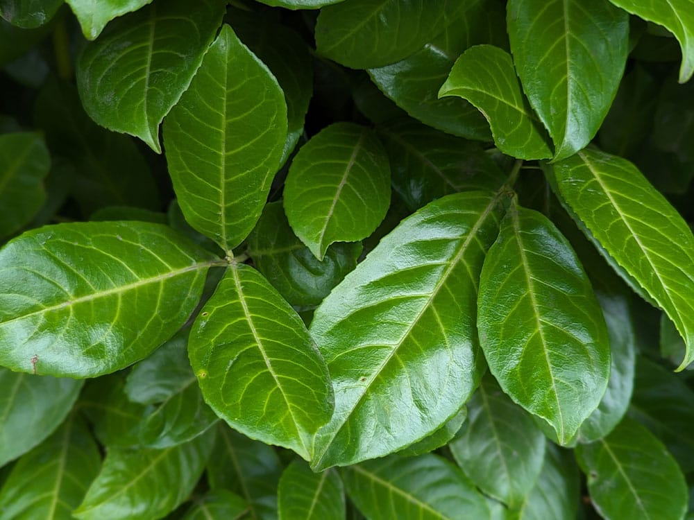 Laurel hedging from Mathias Nurseries