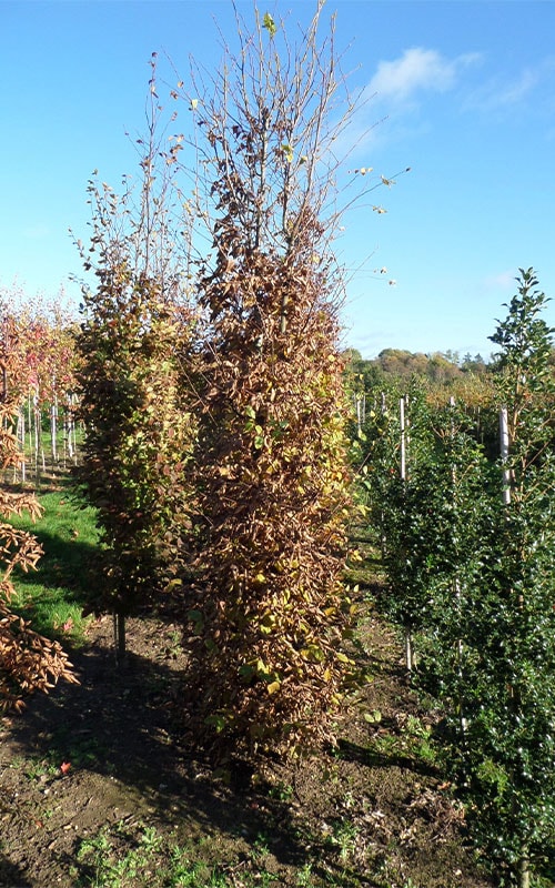 Hornbeam root balled hedges from Mathias Nurseries