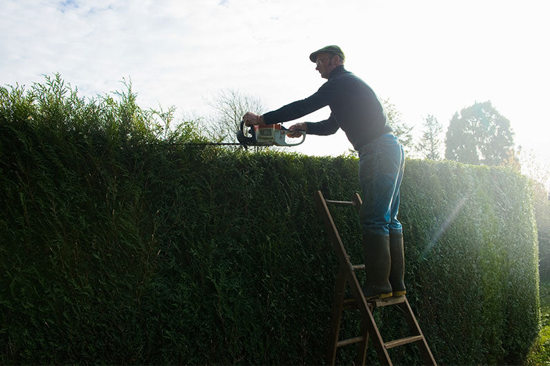 man trimming leylandii hedging