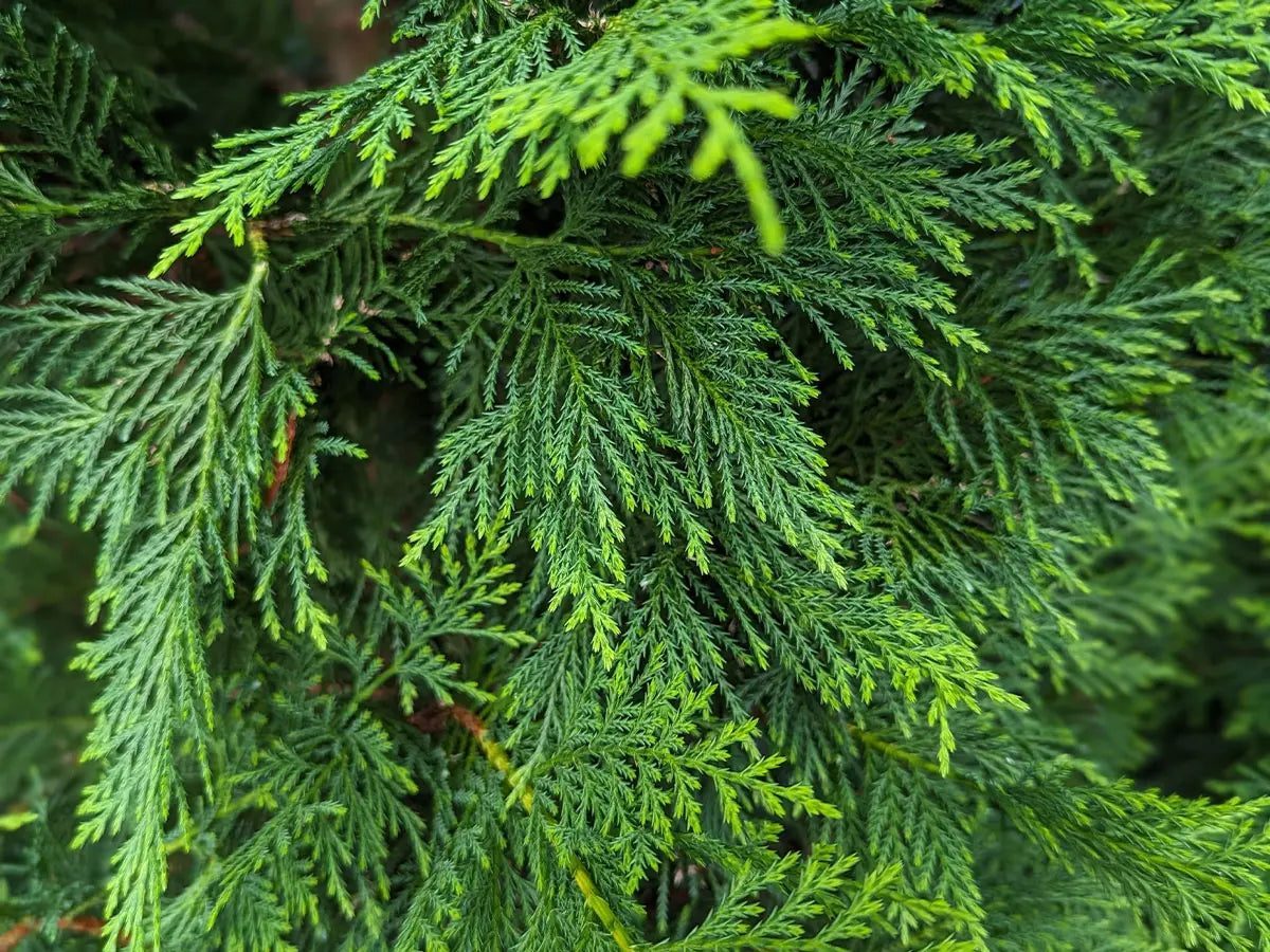 Leylandii hedges at Mathias Nurseries