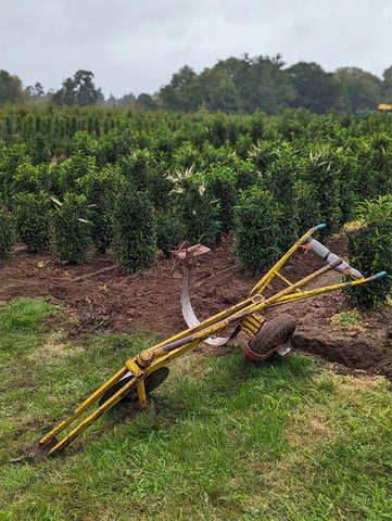 Mathias nurseries undercutting hedges