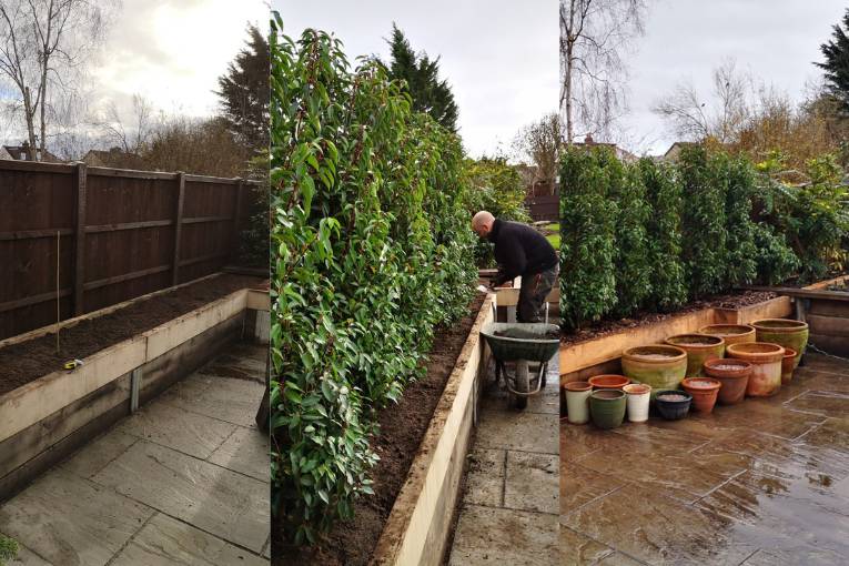 mathias nurseries before during and after hedging