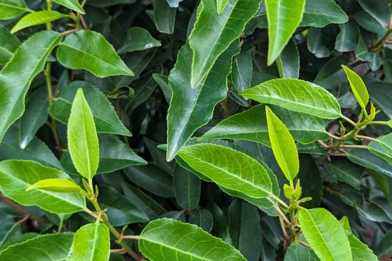 mathias nurseries portuguese laurel hedge