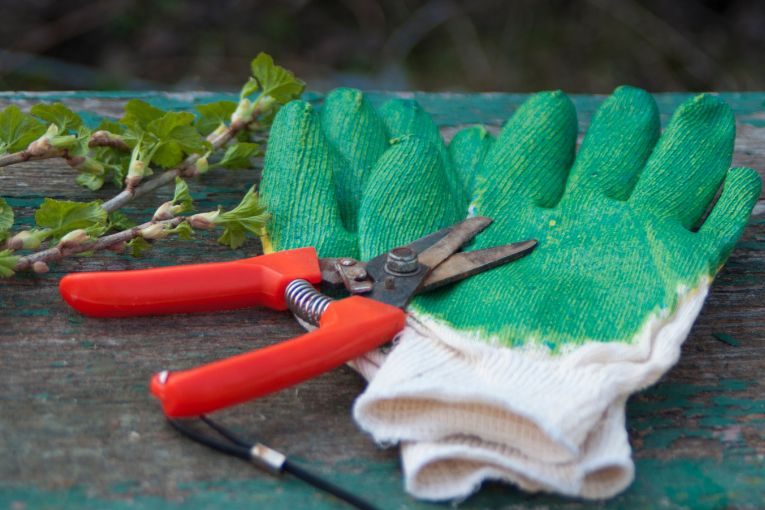 mathias nurseries portuguese laurel gardening gloves