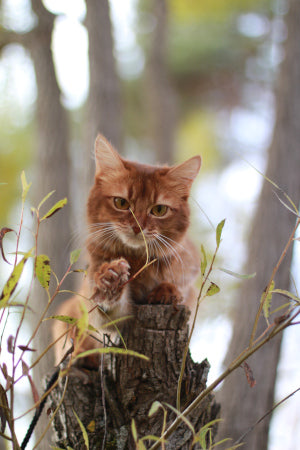 kissan kanssa metsässä
