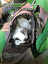 kissa matkustaa junassa kissa matkustaa bussissa