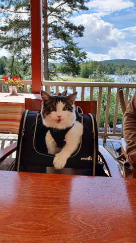kissa ravintolassa kissa matkustaa kissan kanssa matkalla
