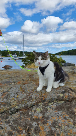 kissan kanssa matkoilla mattikatti matkustaa