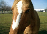 Wound on horses healed with Nixall Solution