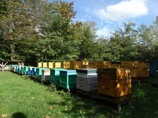 A hive with heather honey