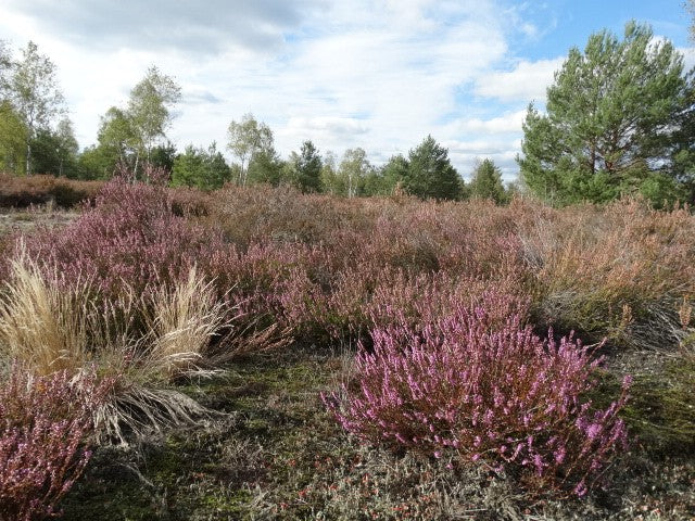 Heather field