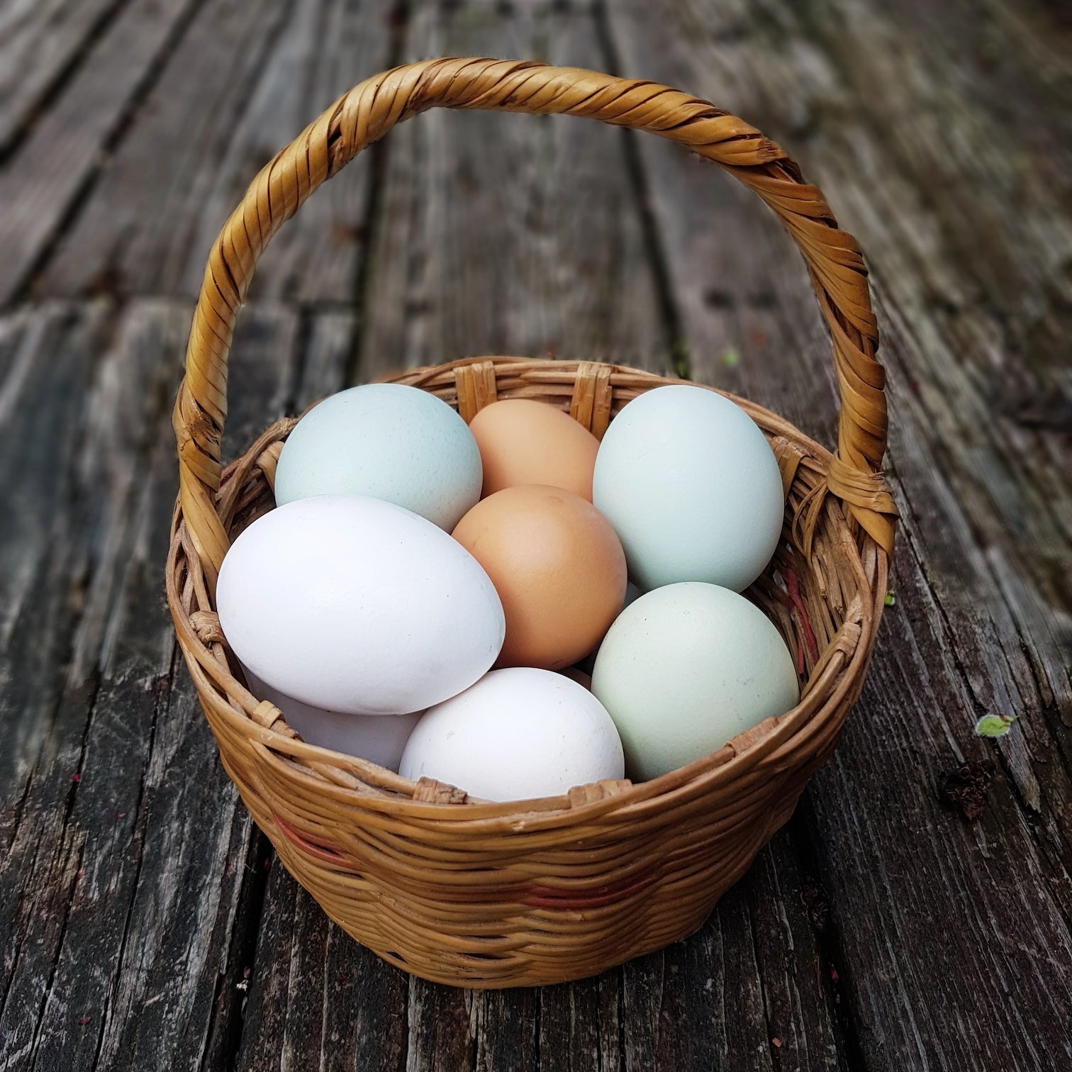 Collecting pasture raised eggs