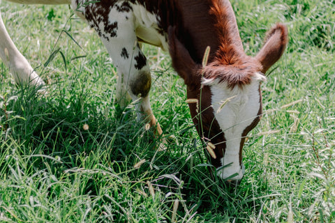 Cow grazing in open pasture
