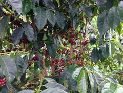 coffee cherries on the tree