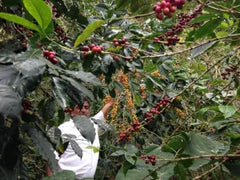 coffee trees