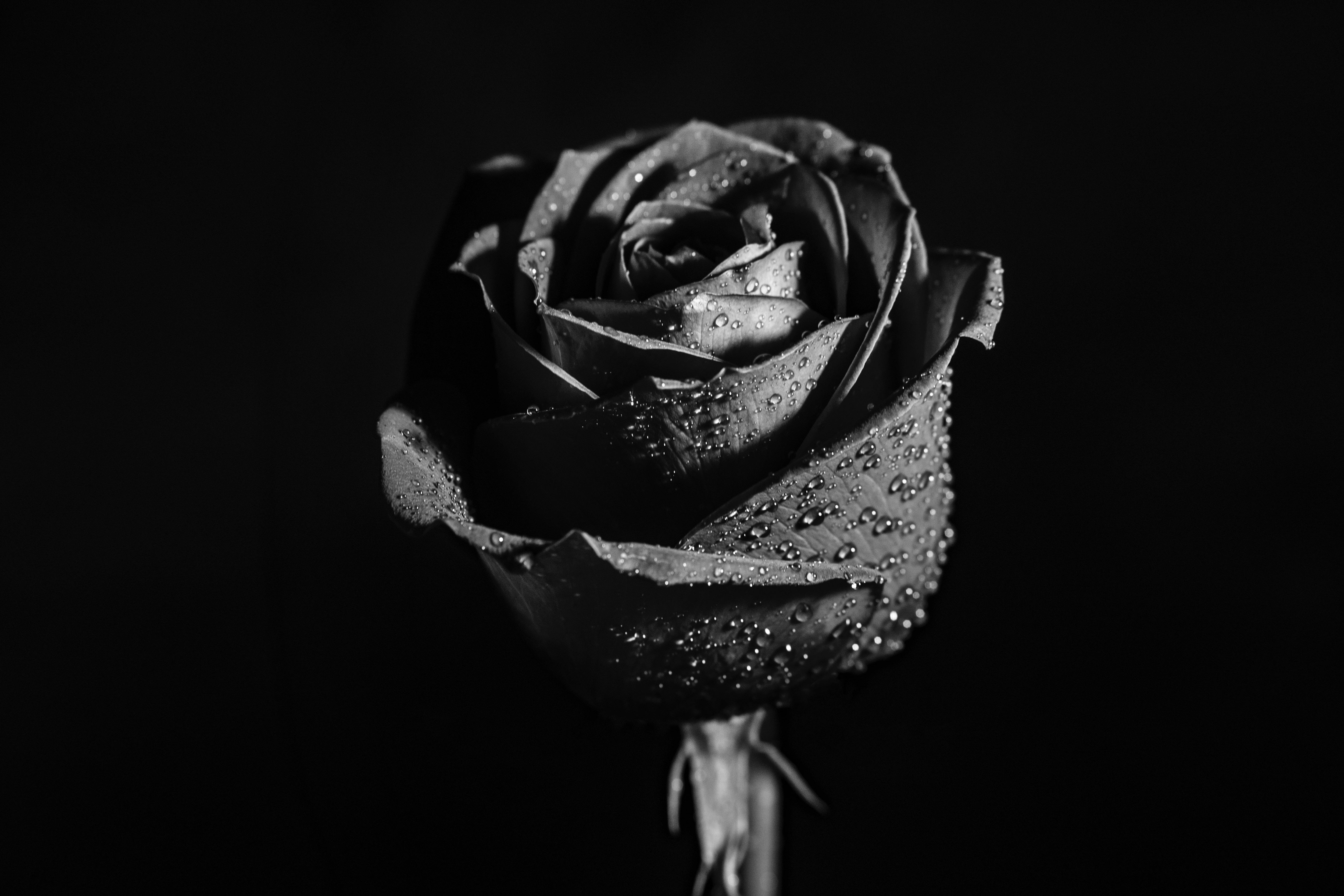 Exploring The Meaning Of Black Flowers: The Enigmatic Beauty » FloraQueen EN