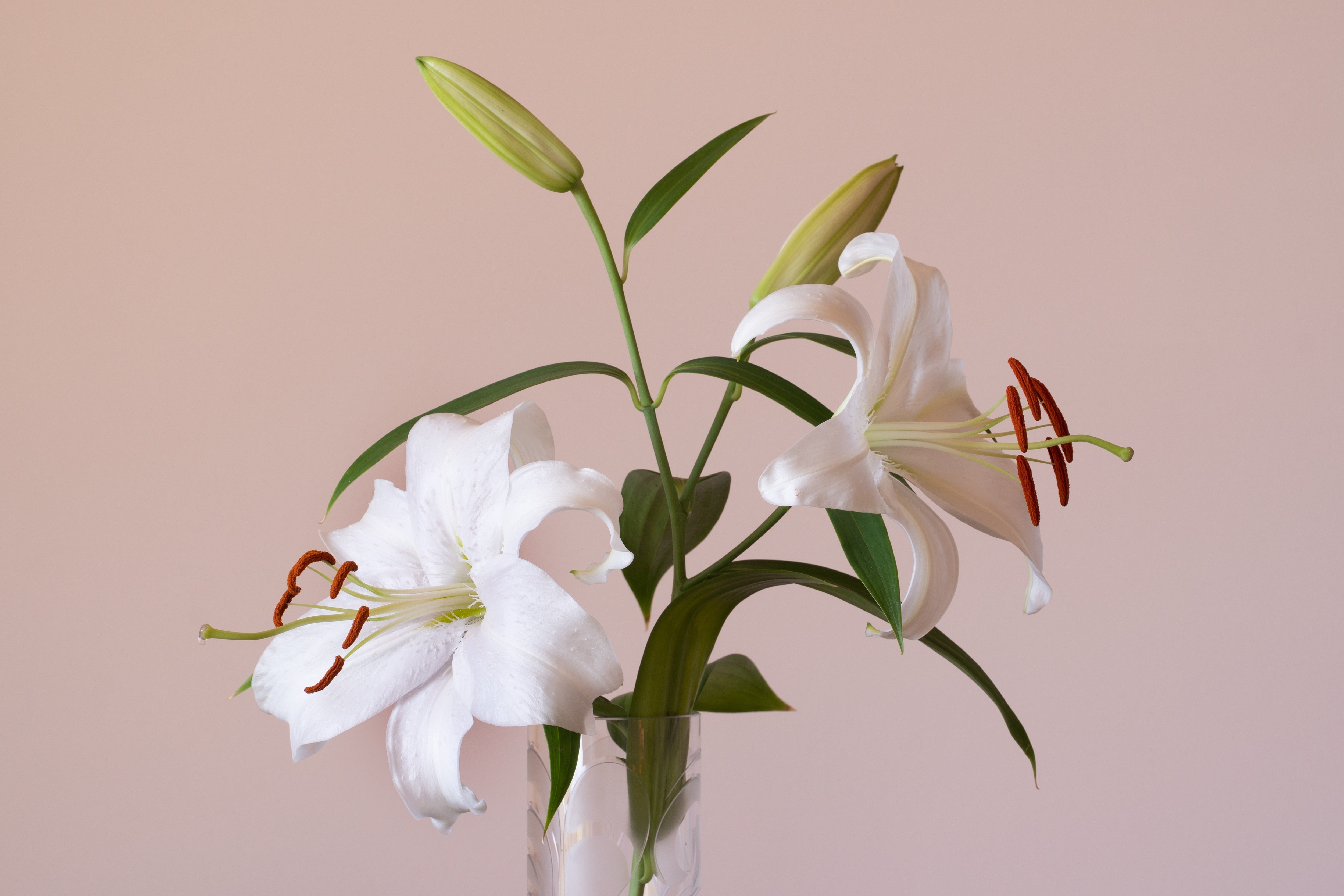 What Do Lilies Represent?