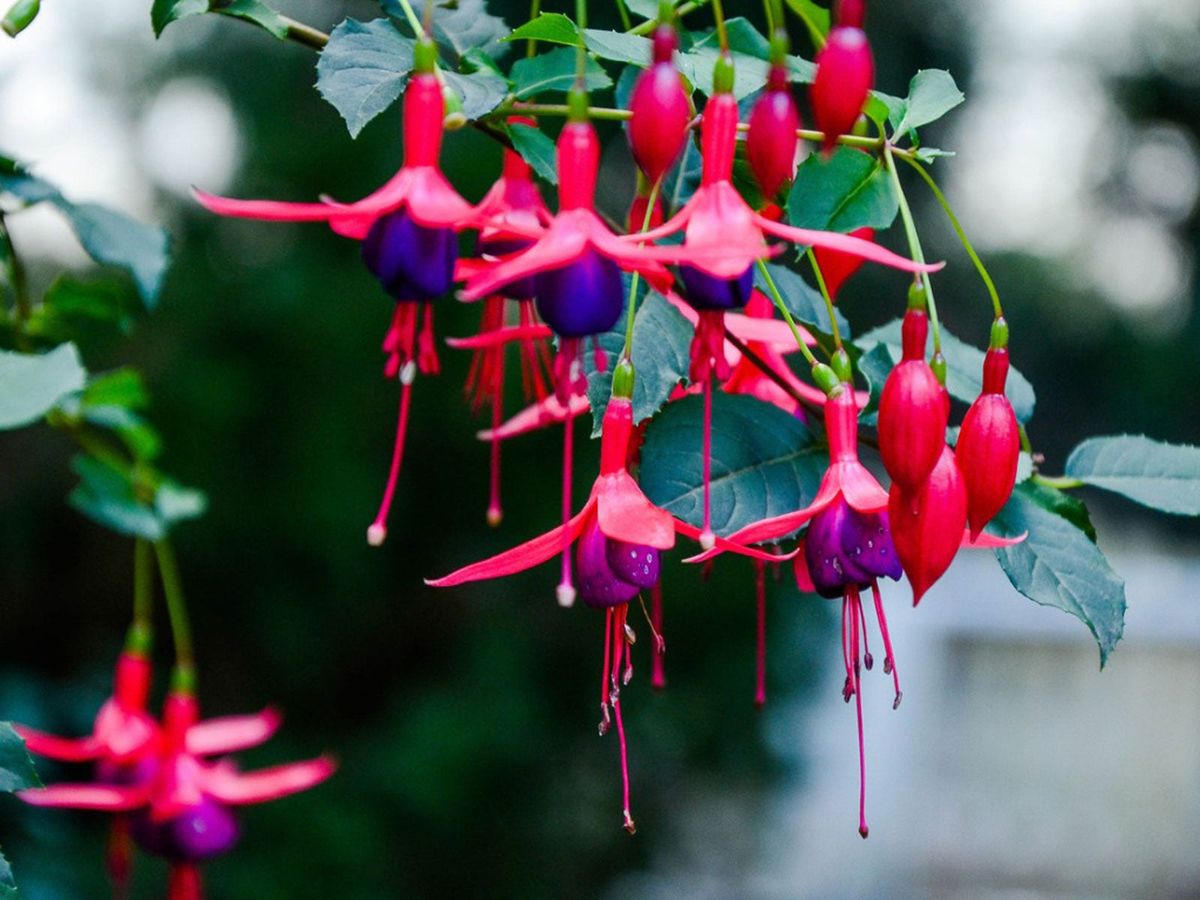 Flowers That Start with F Fuchsia