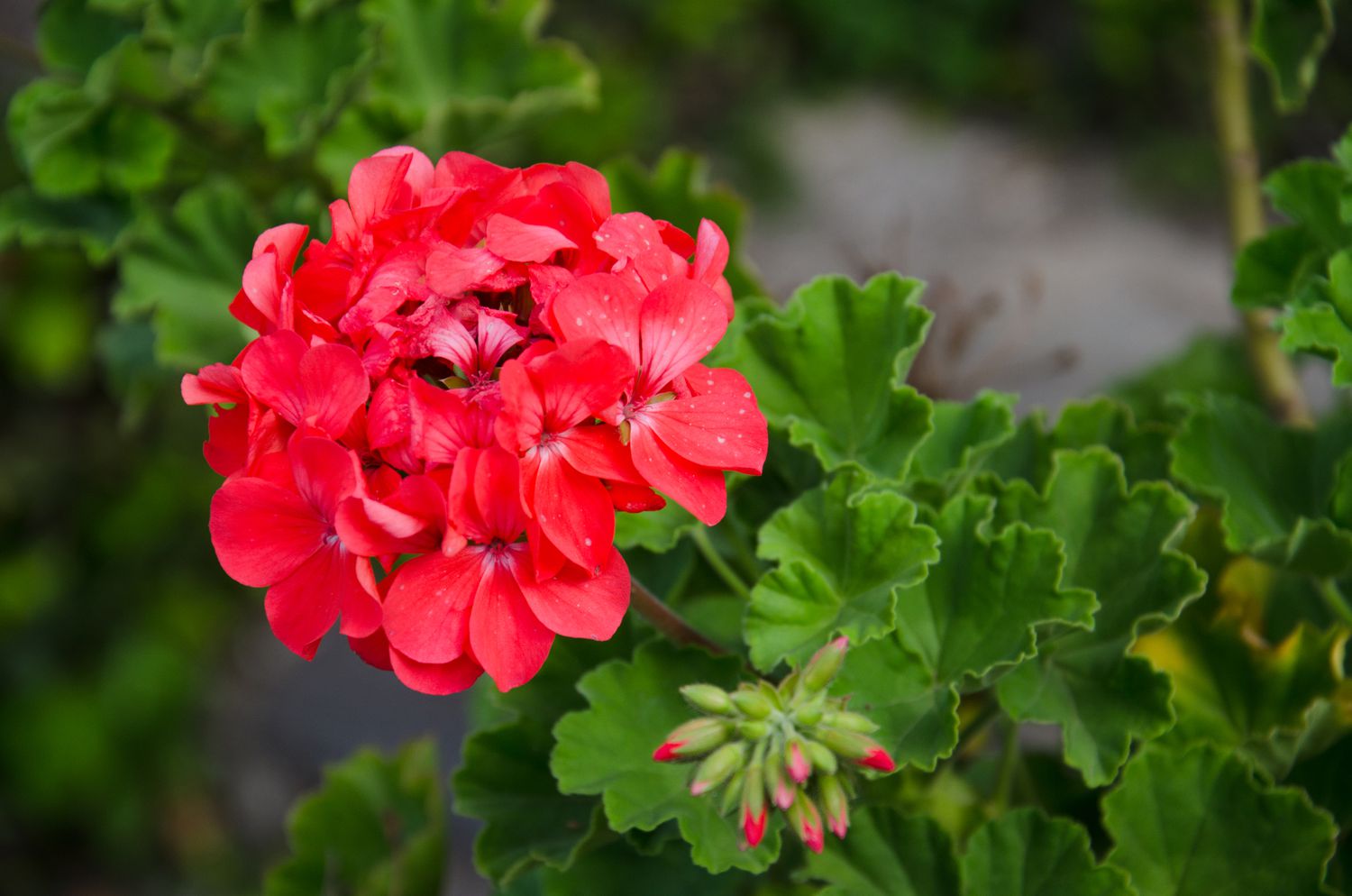 Flowers That Start with G Geranium