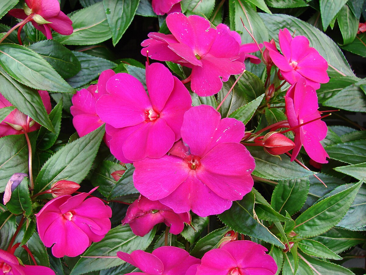 Impatiens Flowers That Start with I
