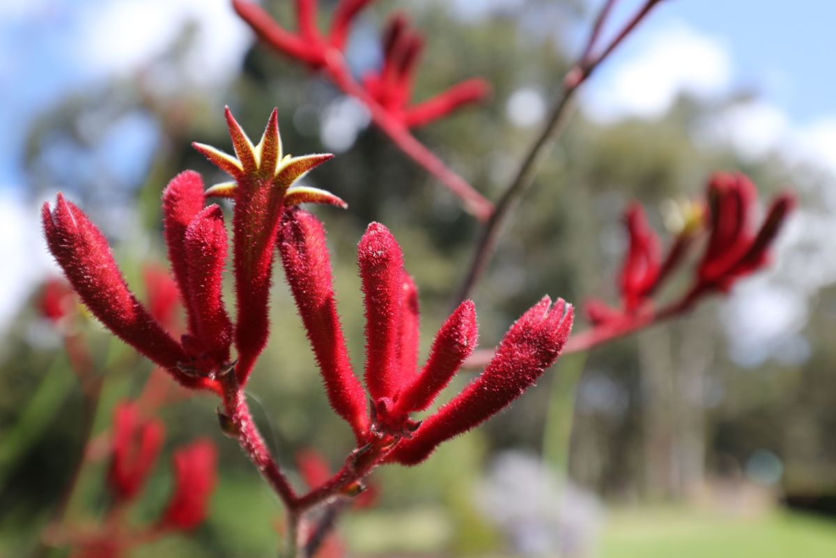 Flowers That Start with K Kangaroo Paw