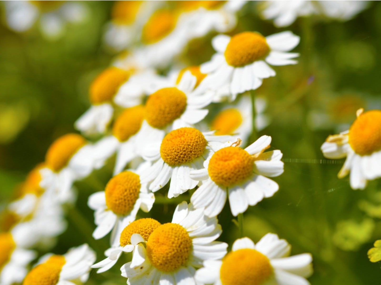 Flowers That Start with F Feverfew