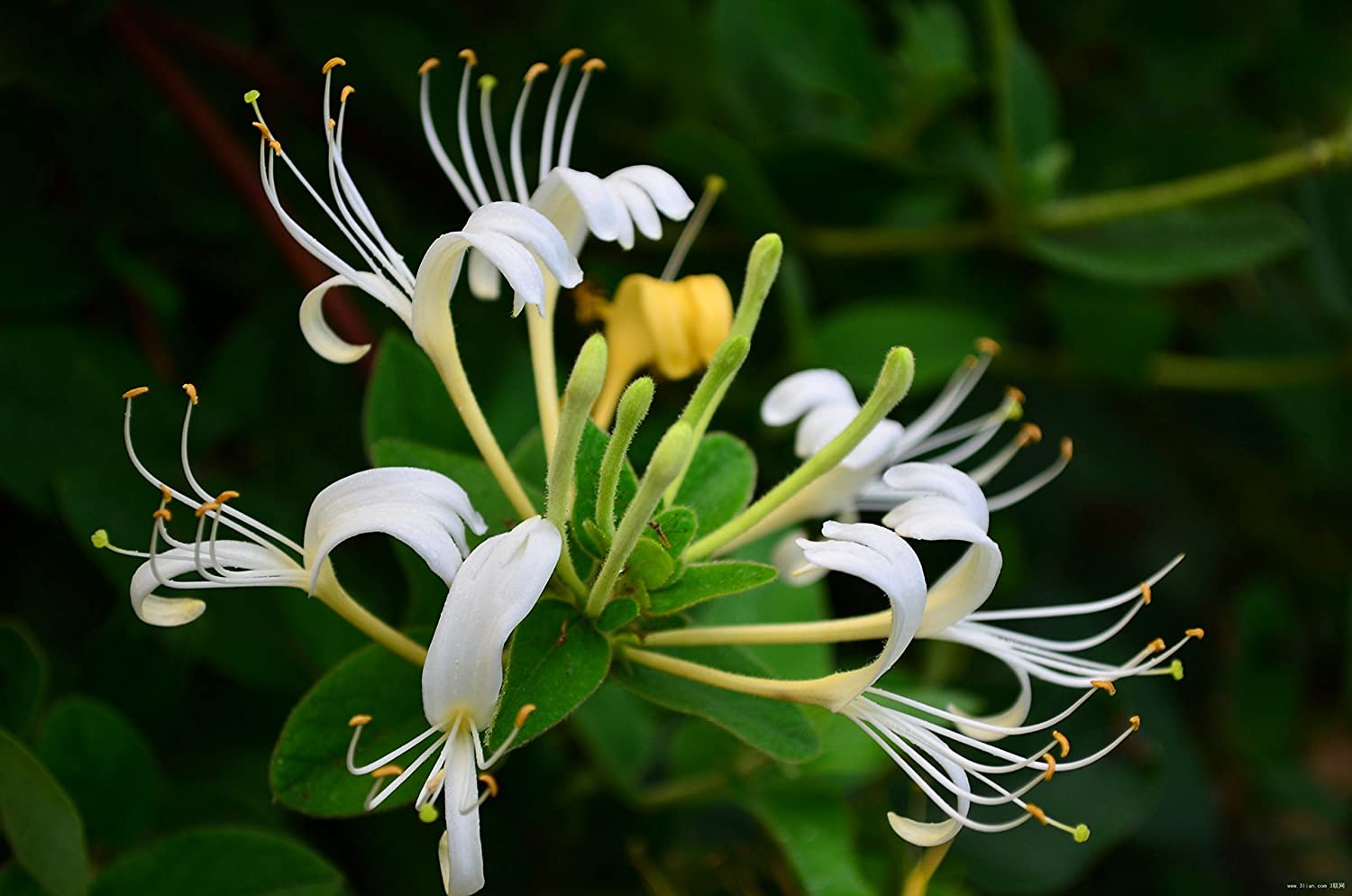 Flowers That Start With H Honeysuckle