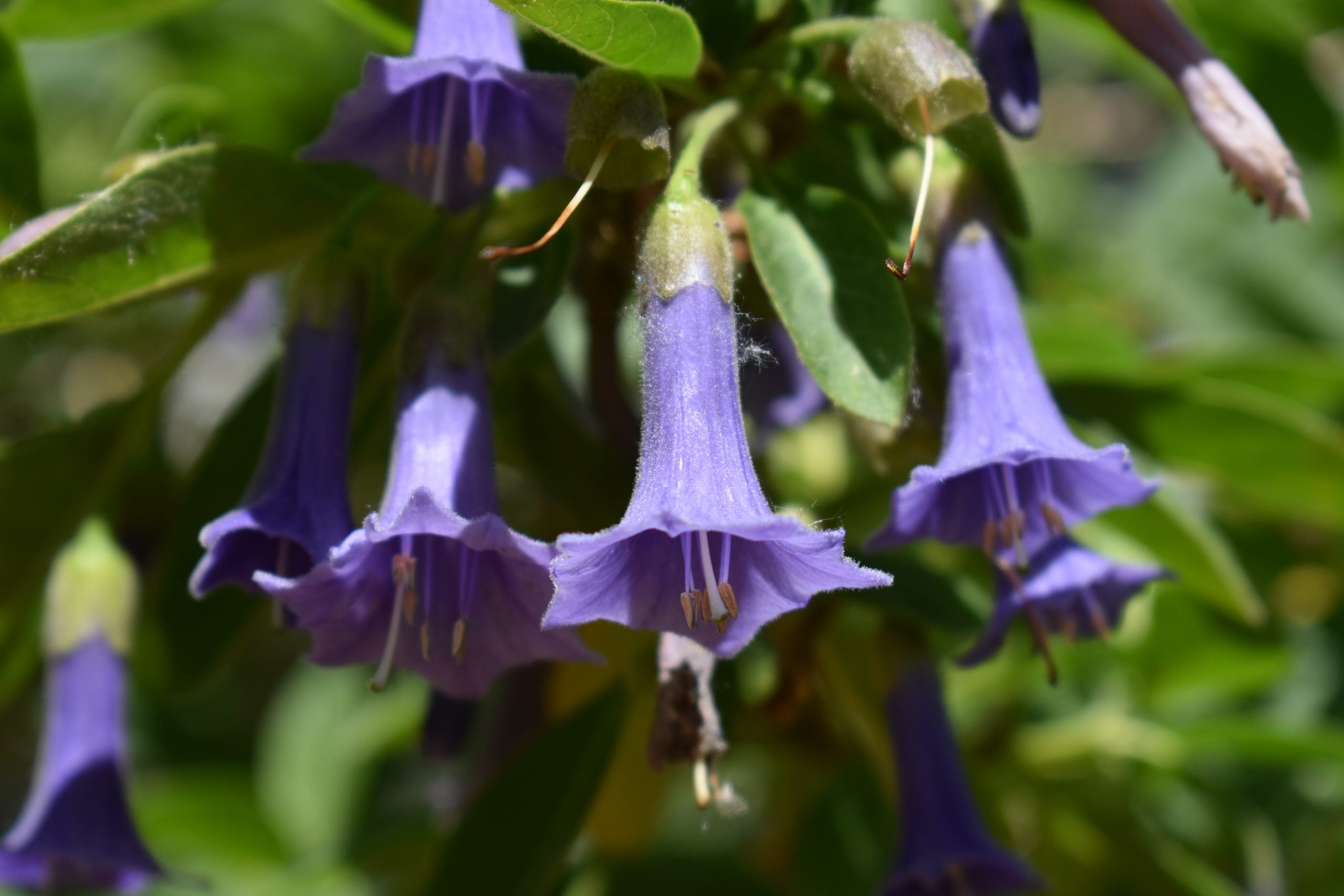 Iochroma Flowers That Start with I