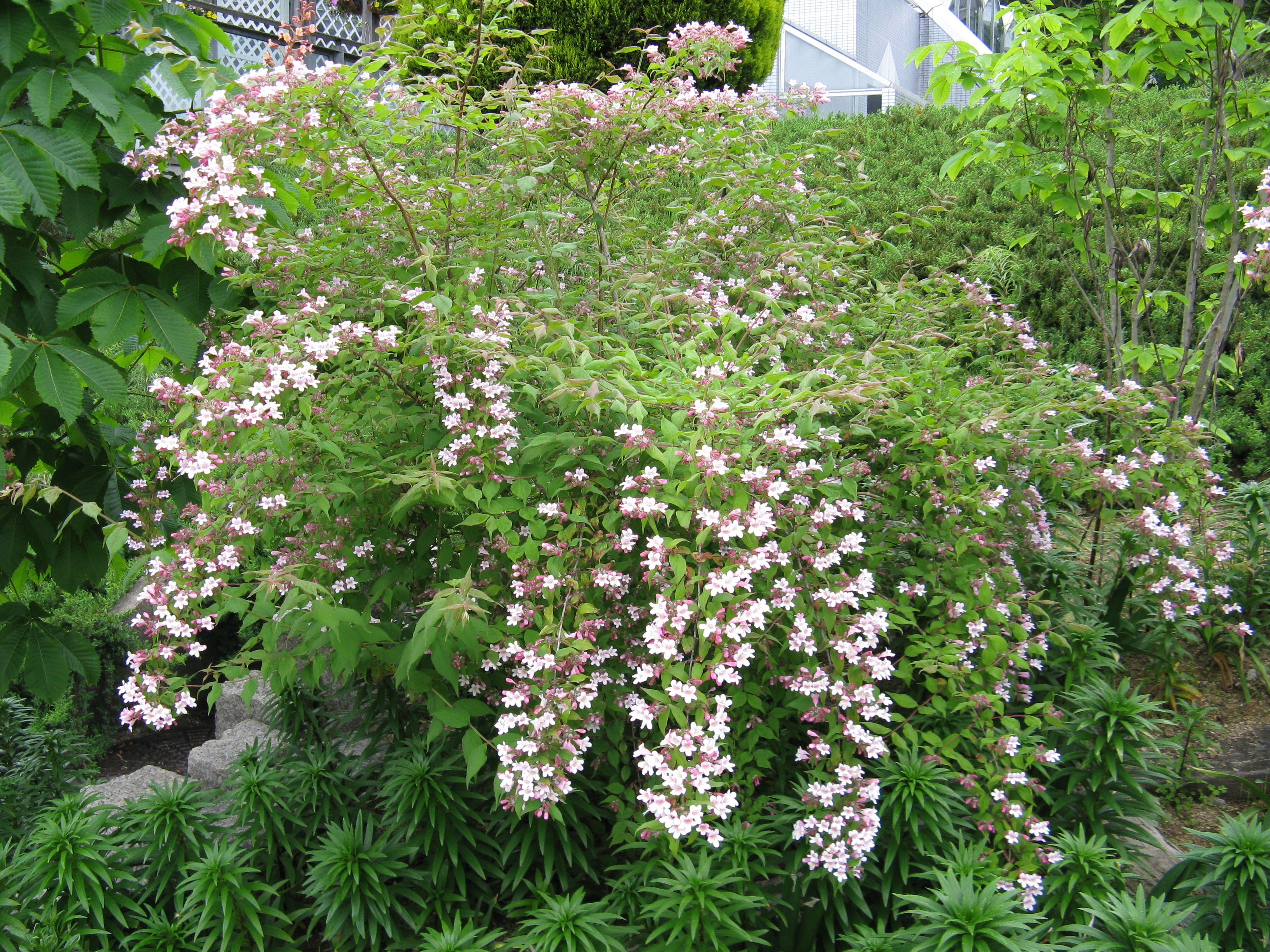 Flowers That Start with K Kolkwitzia (Beauty Bush)